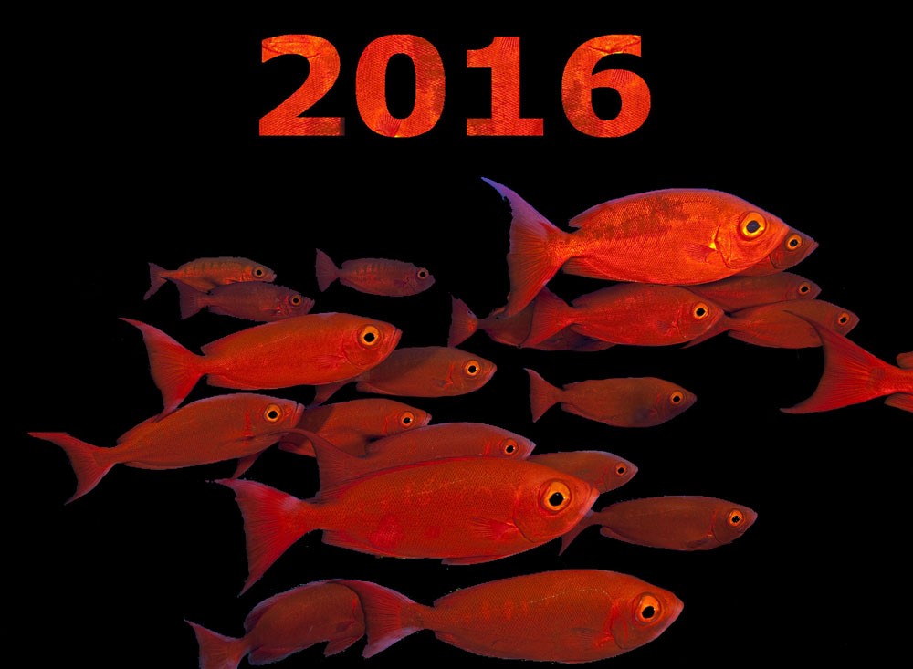 Año nuevo 2016