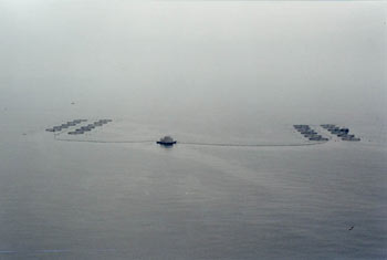 Offshore fish farm in dead calm. The facility included 24 cages connected to a feed barge.