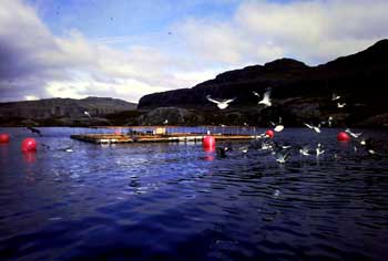 Square cages moored in sheltered area.