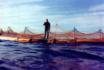 Offshore cage of P2M pilot project.