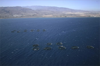 Aerial view of 2 flotillas of cages in an offshore site of Canarias Island
