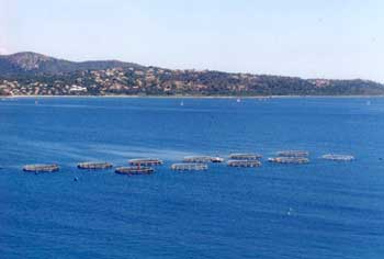 Cages flotilla moored in Pinarello bay in Corsica.