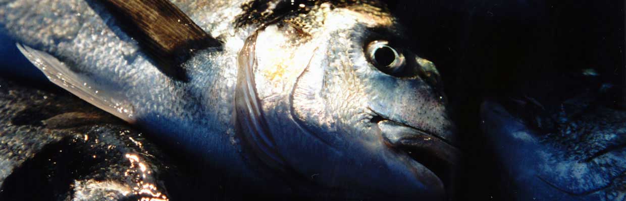 Close-up on freshly harvested farmed Sea Bream