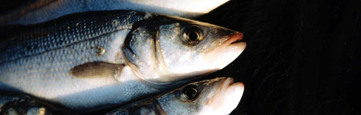Close-up on freshly harvested farmed Sea Bass
