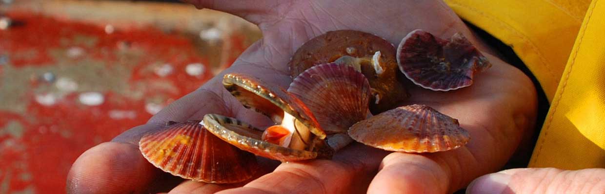 Scallops produced in lanterns