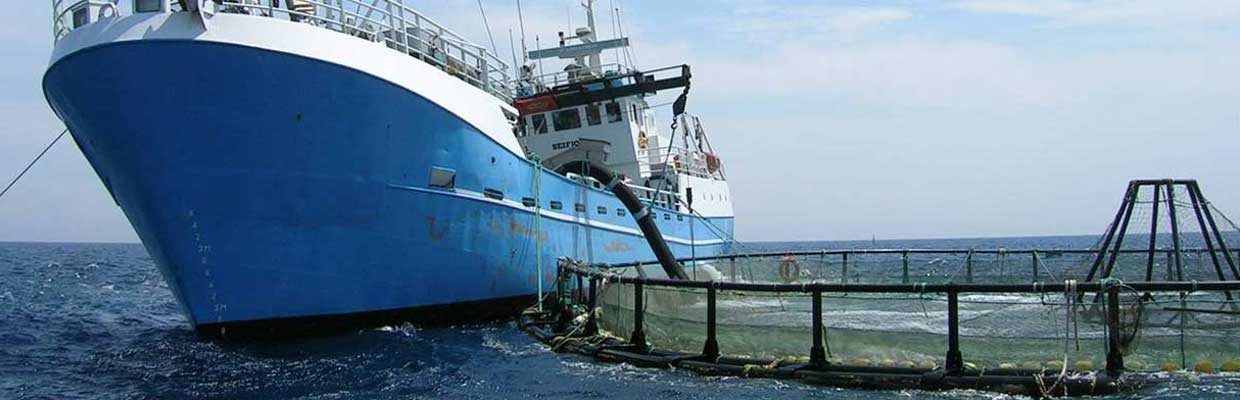 Wellboat unloading fingerlings in the cage on wich she is moored.